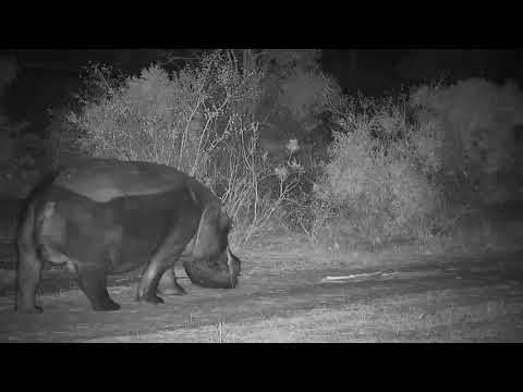 Djuma: Second Hippo leaves the pan - 05:15 - 09/14/19