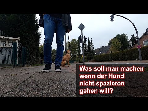 What to do if your dog don't want to walk with you? | Cane Corso | Vlog 88