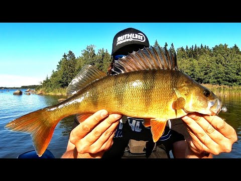 ISOJEN AHVENTEN MATALA KALASTUS | KIVIKKO, KASVUSTO & VIRTA PYHÄKOLMINAISUUS | JIGIKALASTUS