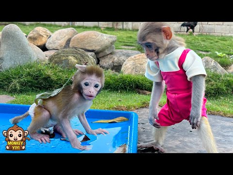 How YiYi worry when baby monkey Yumy playing with dirty water after the rain