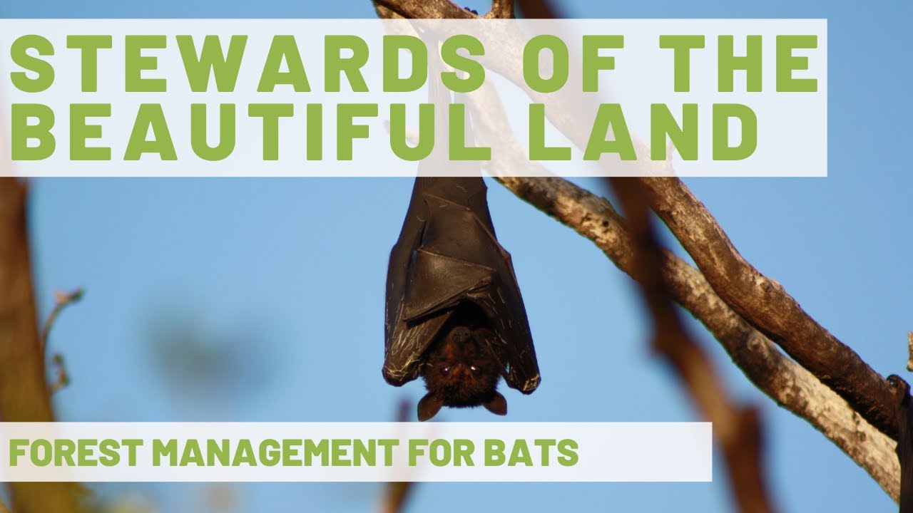 Stewards of the Beautiful Land: Forest Management for Bats