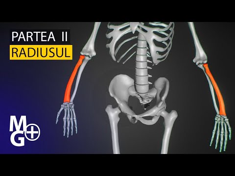 RADIUSUL( Curs/Prezentare 3D Anatomie) -partea 2 - Epifiza inferioara