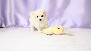 ハーフ犬の動画01