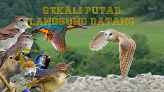 Download lagu Suara BURUNG RIBUT KOMBINASI Terkini Dan Terpercaya! mp3 Download lagu Suara BURUNG RIBUT KOMBINASI Terkini Dan Terpercaya! mp3