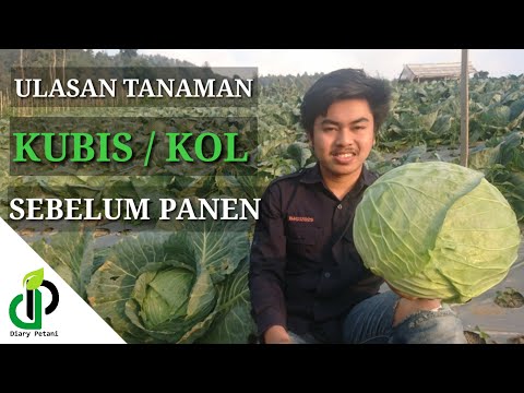 , title : 'ULASAN KUBIS / KOL SIAP PANEN (1.5 KG - 2 KG)- DIARY PETANI'