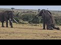 Begging Elephant Bull Knees Down Don T Want To Fight Video