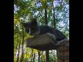 First Time I Ve Heard Him Talk Gray Tabby Meows Are Adorable Shorts