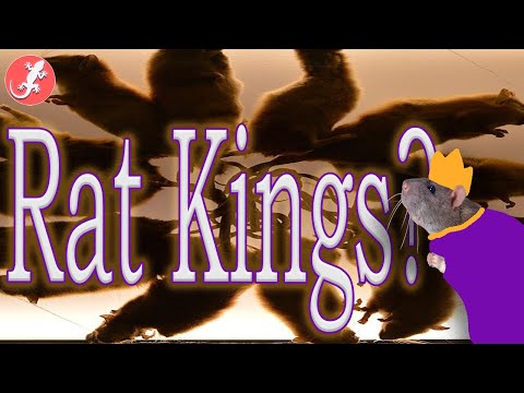 All Hail The Rat King