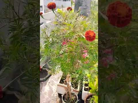 karam banthi #garden #myterrace #gardening #myterracegarden #plants #flowers #nature #plants