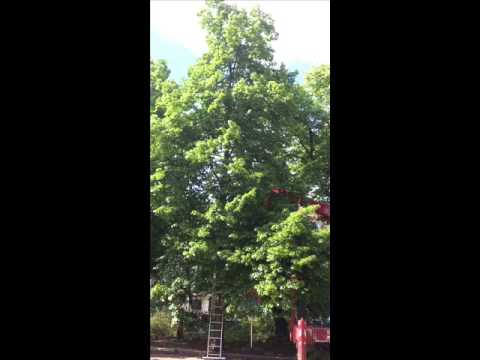 Video 100 Nisthilfen für die gefährdeten Vogelarten am Landwehrkanal