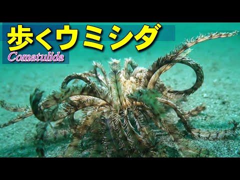 歩くウミシダ（Comatulida）の水中映像