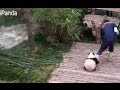Cuddly and clingy: panda cub refuses to let go of caretaker's leg