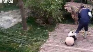 Cuddly and clingy: panda cub refuses to let go of caretaker&#39;s leg