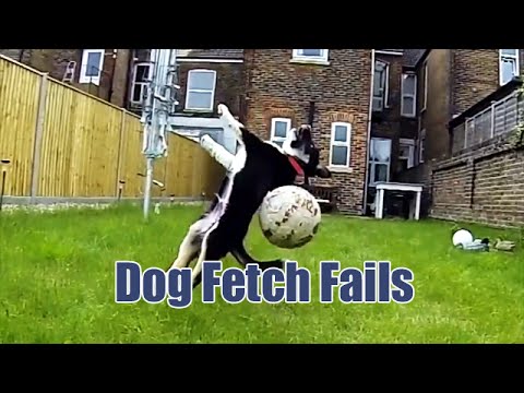 These Dogs Cannot Play Catch