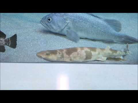 浅虫水族館公式：トラザメの産卵