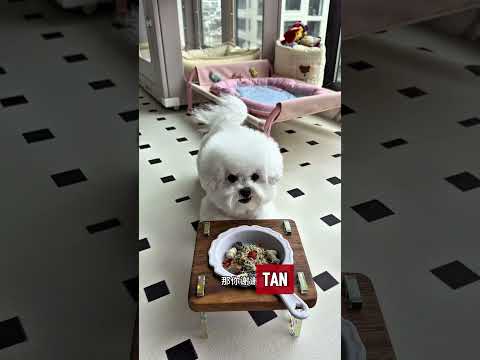 🐾 ¡Mamá Me Sorprendió Con Tantos Juguetes Nuevos! 🎤📺