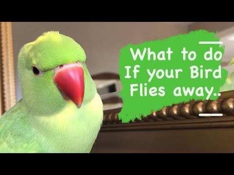 What to do if your Bird Flies Away - How to find your Missing Bird
