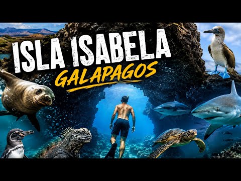 J’EXPLORE L’ILE ISABELA SOUS L’EAU 🇪🇨 | GALÁPAGOS