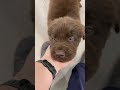 Newfoundland dogs for sale: Chance - Video 1