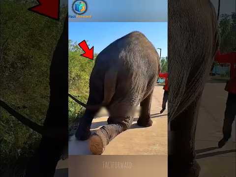 Elephant In Extreme Pain Asks Human For Help! 😭🐘❤️ #shorts #elephant #humanity