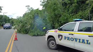 En la mañana se reportaron caída de árboles en la ruta a Izabal