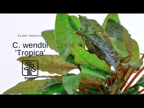 Cryptocoryne wendtii 'Tropica'