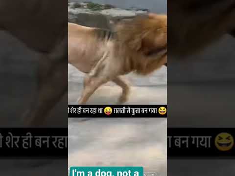 #I am a dog, not a lion#funny#shortsfeed