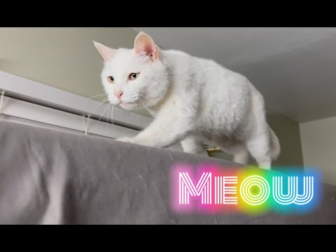 Meow! Original Music Cat Video