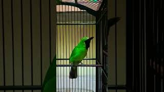Download lagu pancingan cucak ijo macet, stres#pancingan #masteran #shots #masteranburung #cucakijogacor #cucakijo mp3