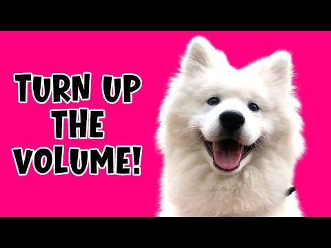 Dog Happiness in 10 Sounds 😍 Sound That Dogs Love To Hear