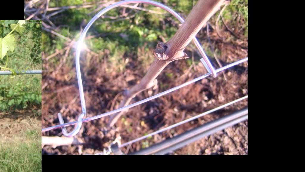 Pali e accessori per vigneto