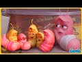 Larva Glue Season 3 Larva Cartoons Official Best Cartoon Movie 20245 SMToonViệtNam