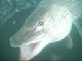 Video Thumbnail for Monster Northern pike Jan 2012