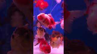 Stop Mixing These Fish! ❌ Aquarium Beginner Mistake/ Fish Aquarium Tamil #facts #exoticaquariumfish