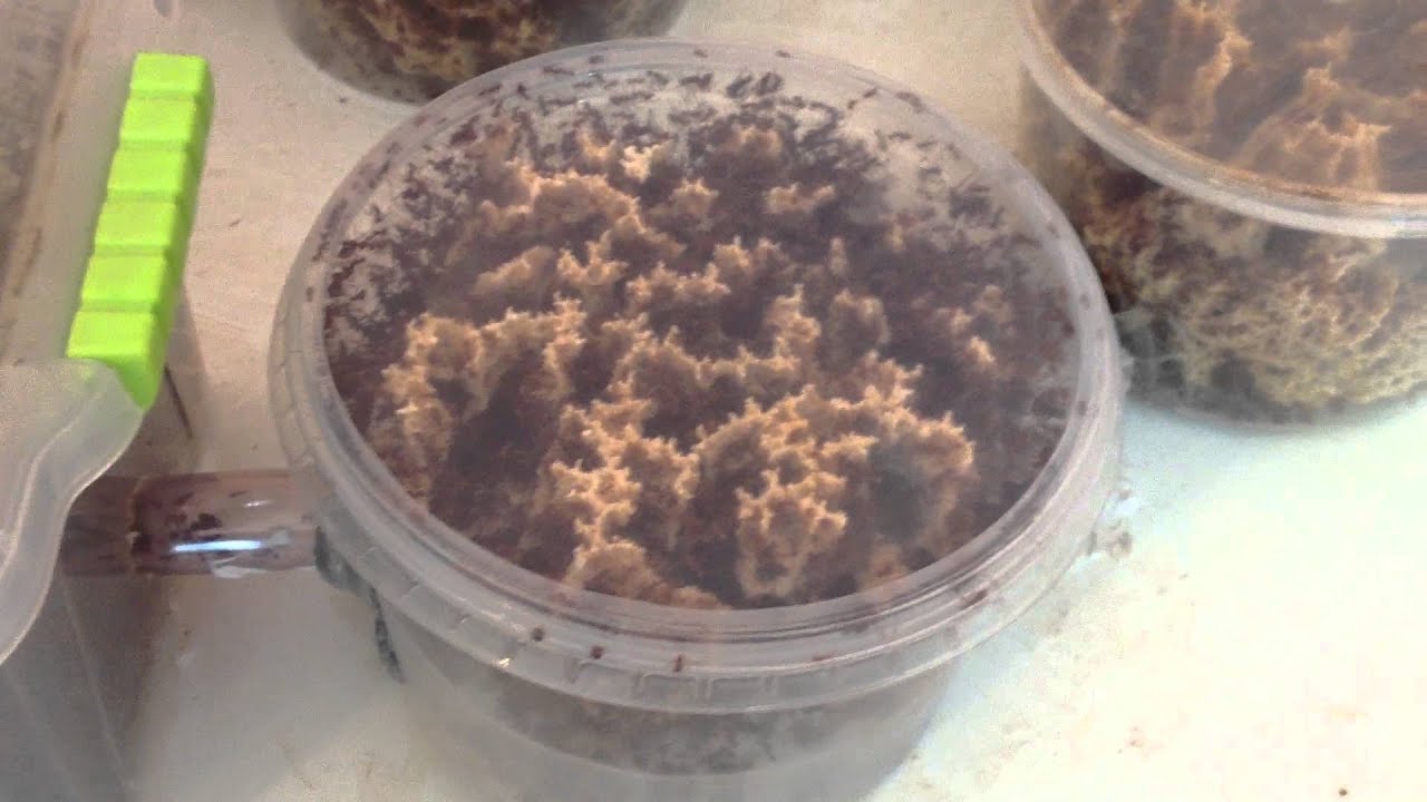 Colônia de saúvas com aproximadamente 1 ano e 10 meses ! Full HD