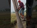 Coconut Tree Climbing Machine Agriculture Maram Yerum Karuvi Jp Tamil Tv