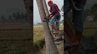 Download lagu coconut tree climbing machine | agriculture | maram yerum karuvi Jp tamil tv mp3 Download lagu coconut tree climbing machine | agriculture | maram yerum karuvi Jp tamil tv mp3
