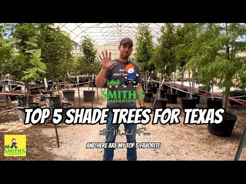 Top 5 Shade Trees for Texas