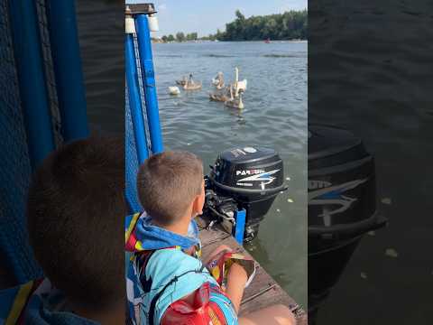 Labud ne voli čips🧐 #swan #river #eating #chips #family #dailyvlog #comedy #funnyvideo #shorts #fyp