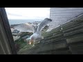 Mince Pies For Breakfast Seagull TV EP 33