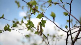 The Ecchoing Green by William Blake