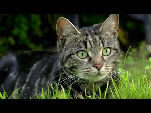 Why Do Cats Hunt? | Cats Uncovered | BBC Earth