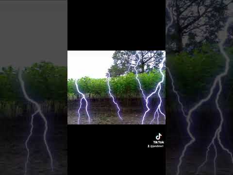 🤠 Saravena: Tierra de yucas GIGANTES y campesinos ORGULLOSOS 🌱💚