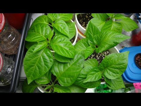 2016 Super Hot Peppers Growing Season - Ep. 05 - Topping More Peppers