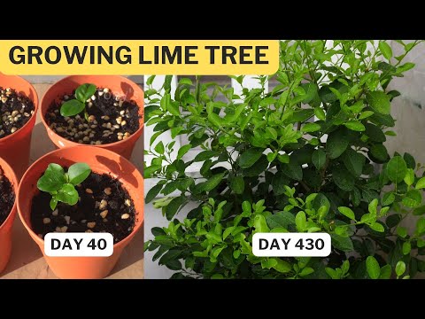 Growing lime tree from seeds (DAY 1 to DAY 430)