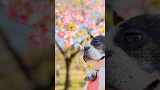 大満足の１日❤️フレブルと代々木公園で満開の桜を楽しんできました✨