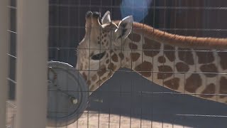 The Lion King cast visited the Denver Zoo