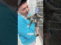 Gray Tuxie Comes Inside