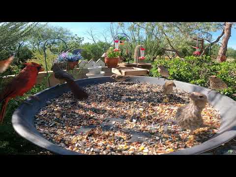 Young Cardinal Begs Dad for Food 🐦❤️ A Heart-Melting Moment
