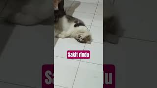 Download lagu Sakittt rinduu mp3